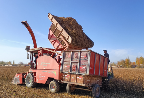 科学筛选秸秆资源 五类优质品种助羊群高效育肥