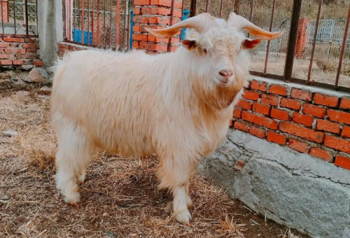 辽宁省优质羊种推荐与科学养殖技术全解析