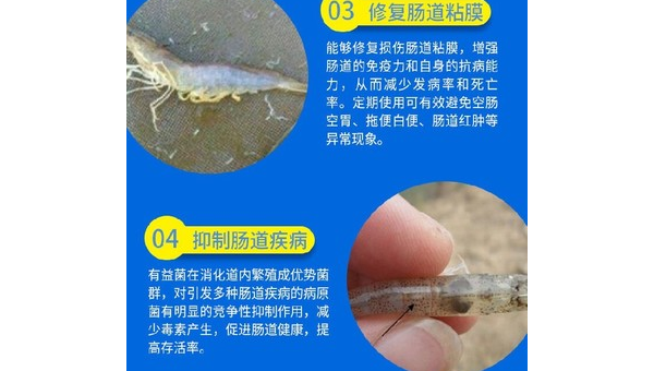 乳酸菌在水产养殖中的疾病防治应用研究