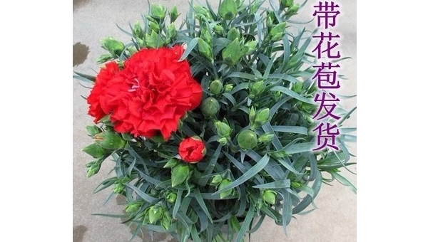 康乃馨养殖全攻略:从选苗到开花的28字秘诀
