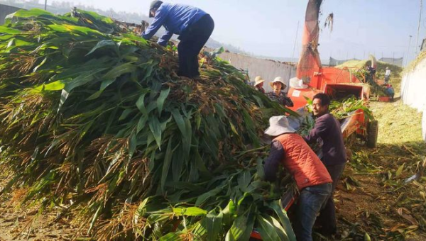 康乐县香明天然养殖场:绿色生态养殖的典范