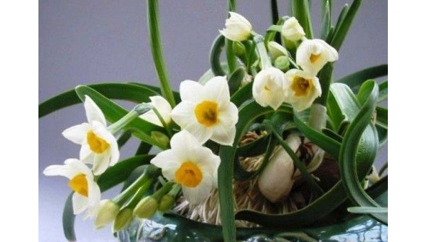 水仙花养殖全攻略：从选种到开花的实用技巧