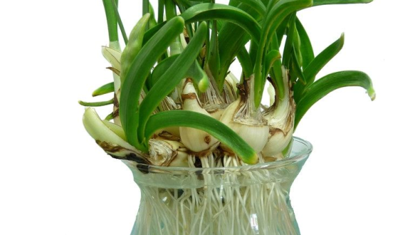 水仙花水培指南：轻松掌握养护秘诀